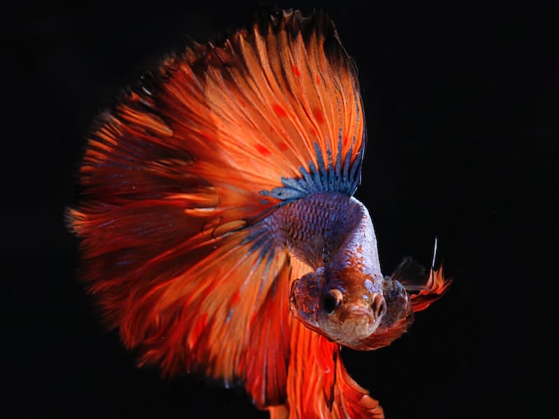 Python for Data Science