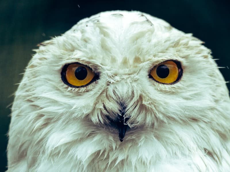 GraphQL API Development